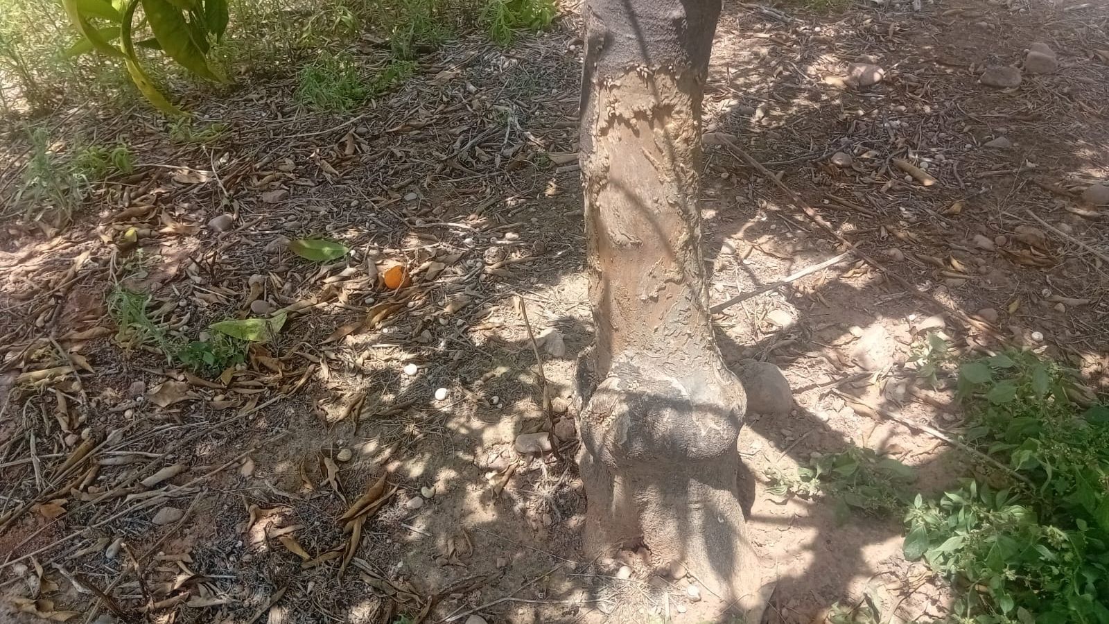 Un tronc de taronger rosegat per un conill