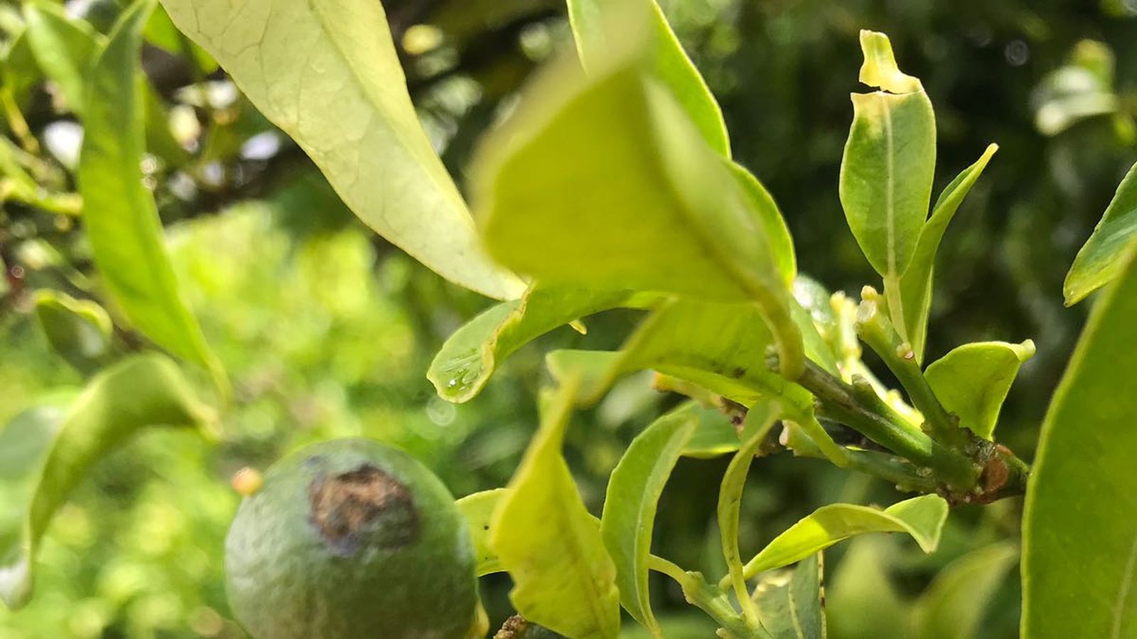 Els cítrics són alguns dels cultius afectats pel granís