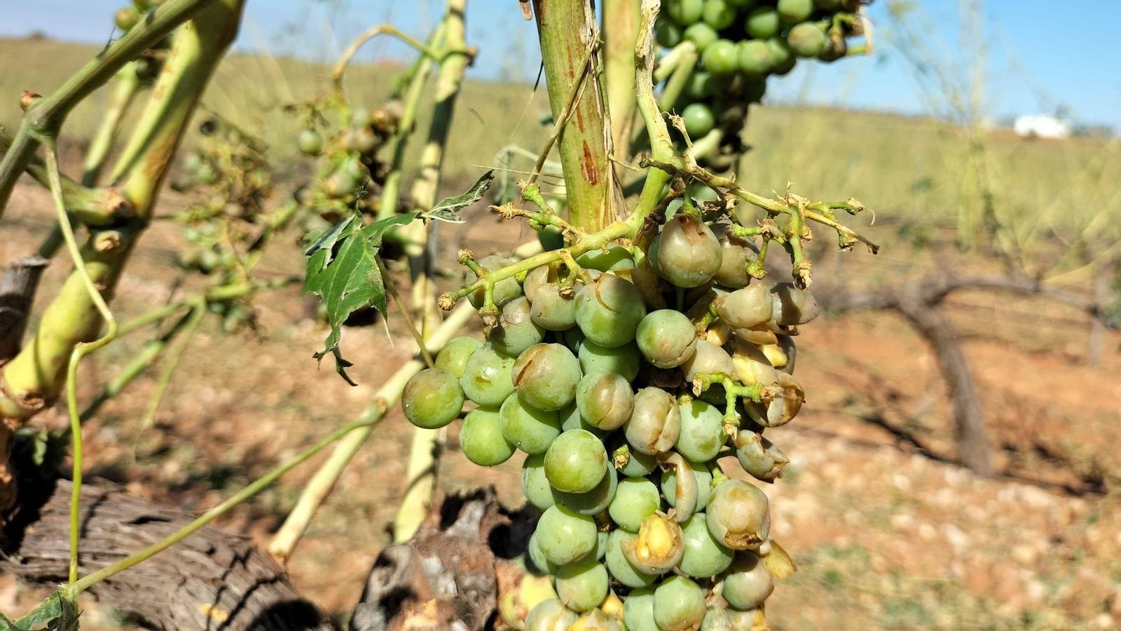 Alguns dels grans de raïm danyats en un camp de Requena pel granís caigut aquest dimecres