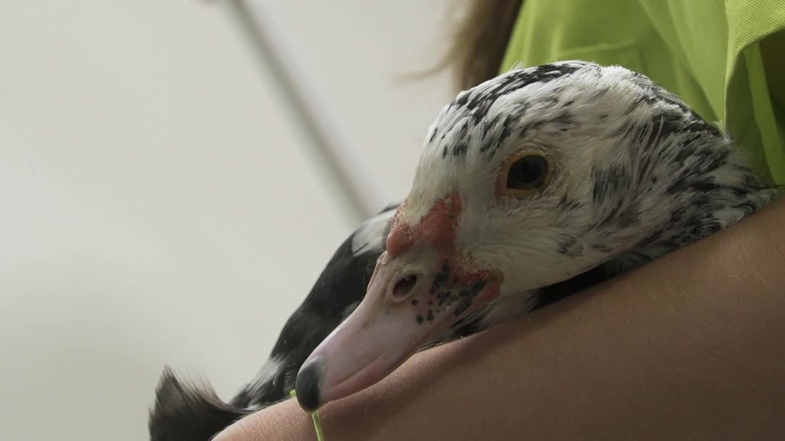 02.02.2019 |  L’ànec Patu busca casa