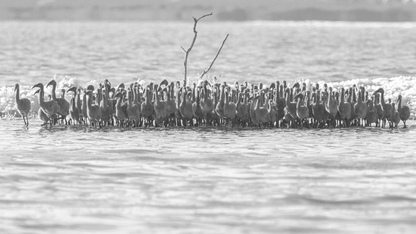 Una bandada de flamencs avança pel parc natural de la Mata-Torrevella