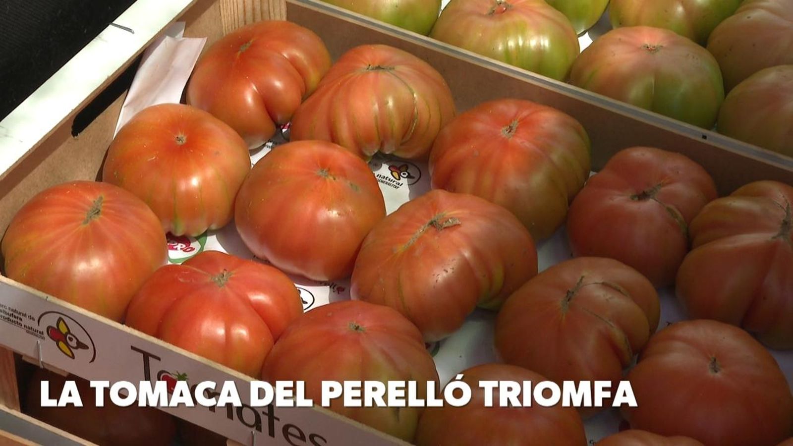 La tomaca del Perelló triomfa