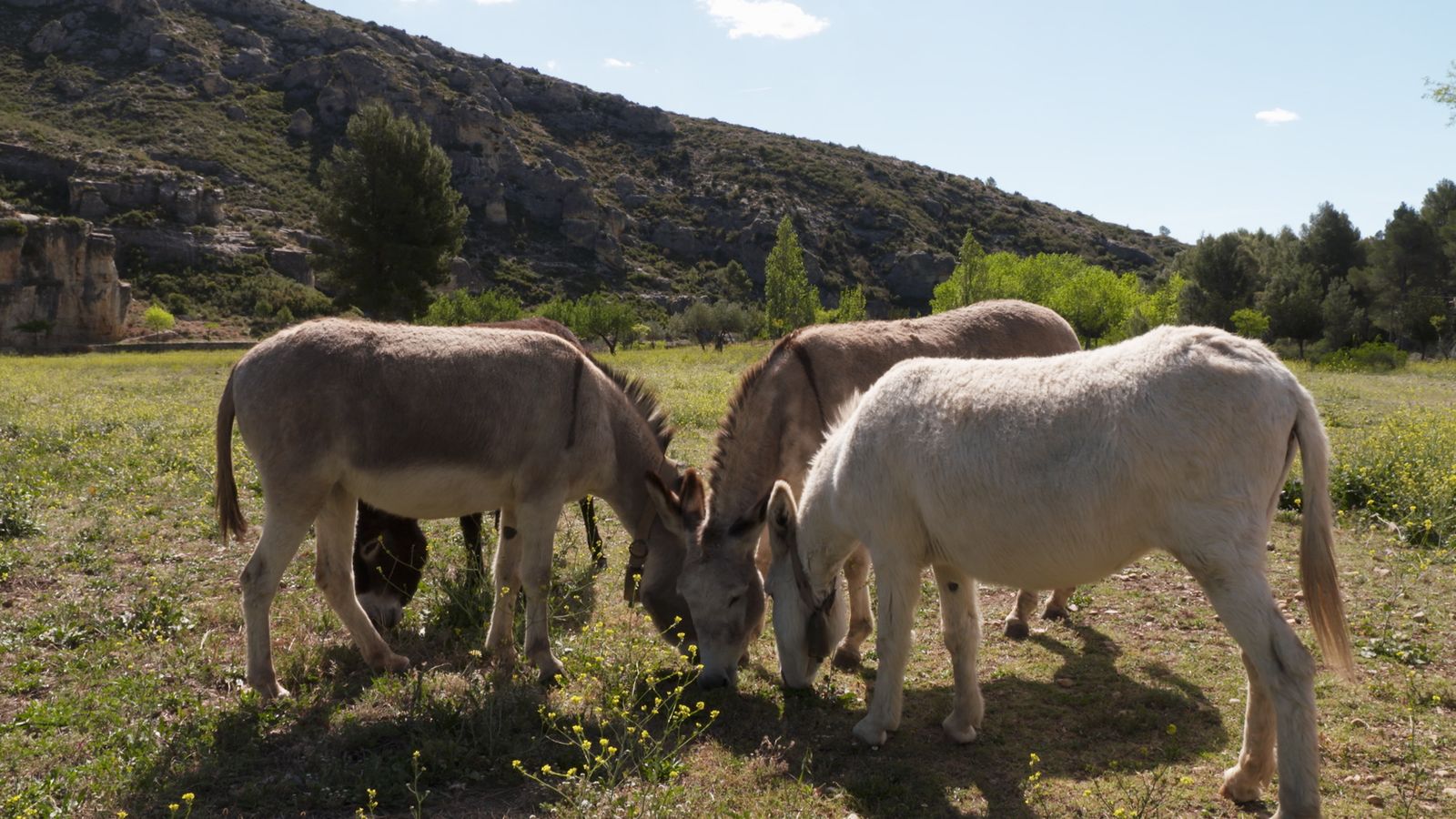 Animalades | Cures adaptades