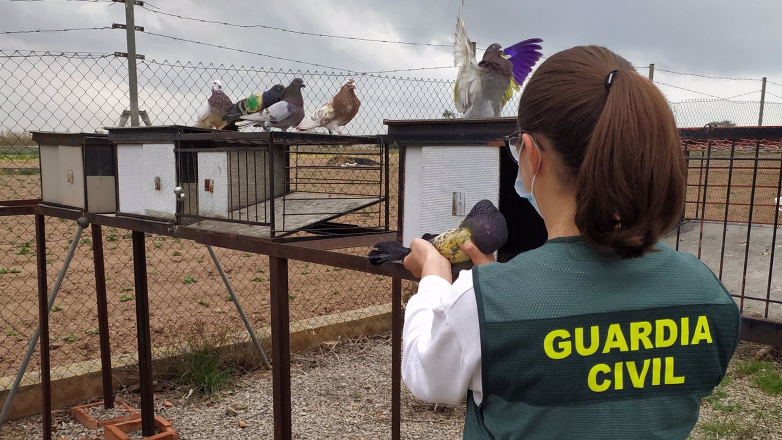 Agent de la Guàrdia Civil amb alguns dels coloms robats