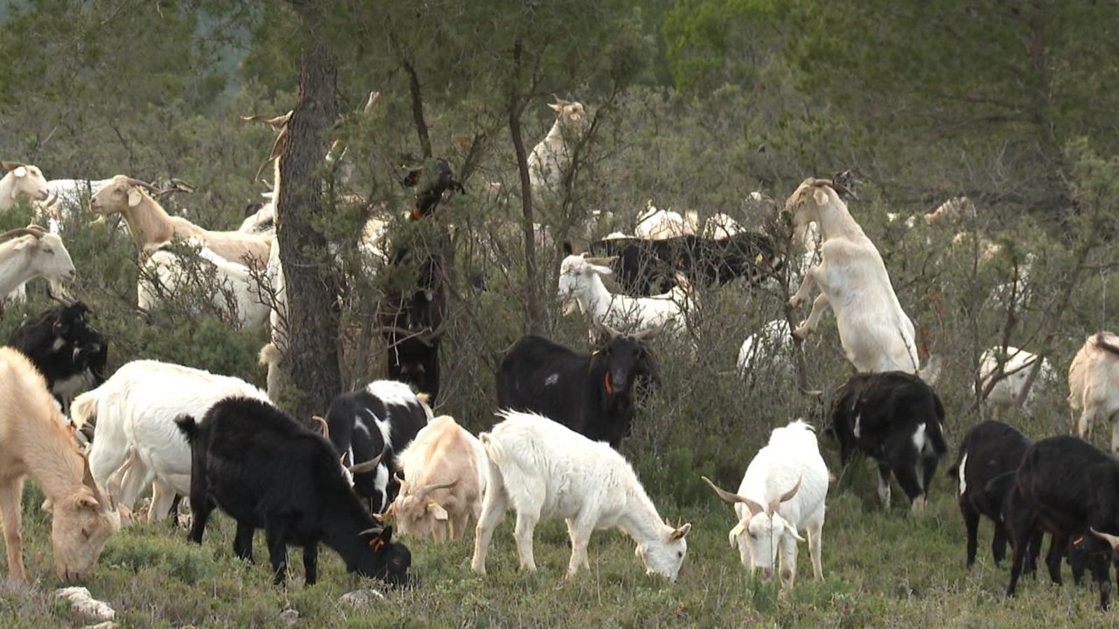 Un projecte pilot de ramaderia extensiva busca previndre incendis al massís del Caroig