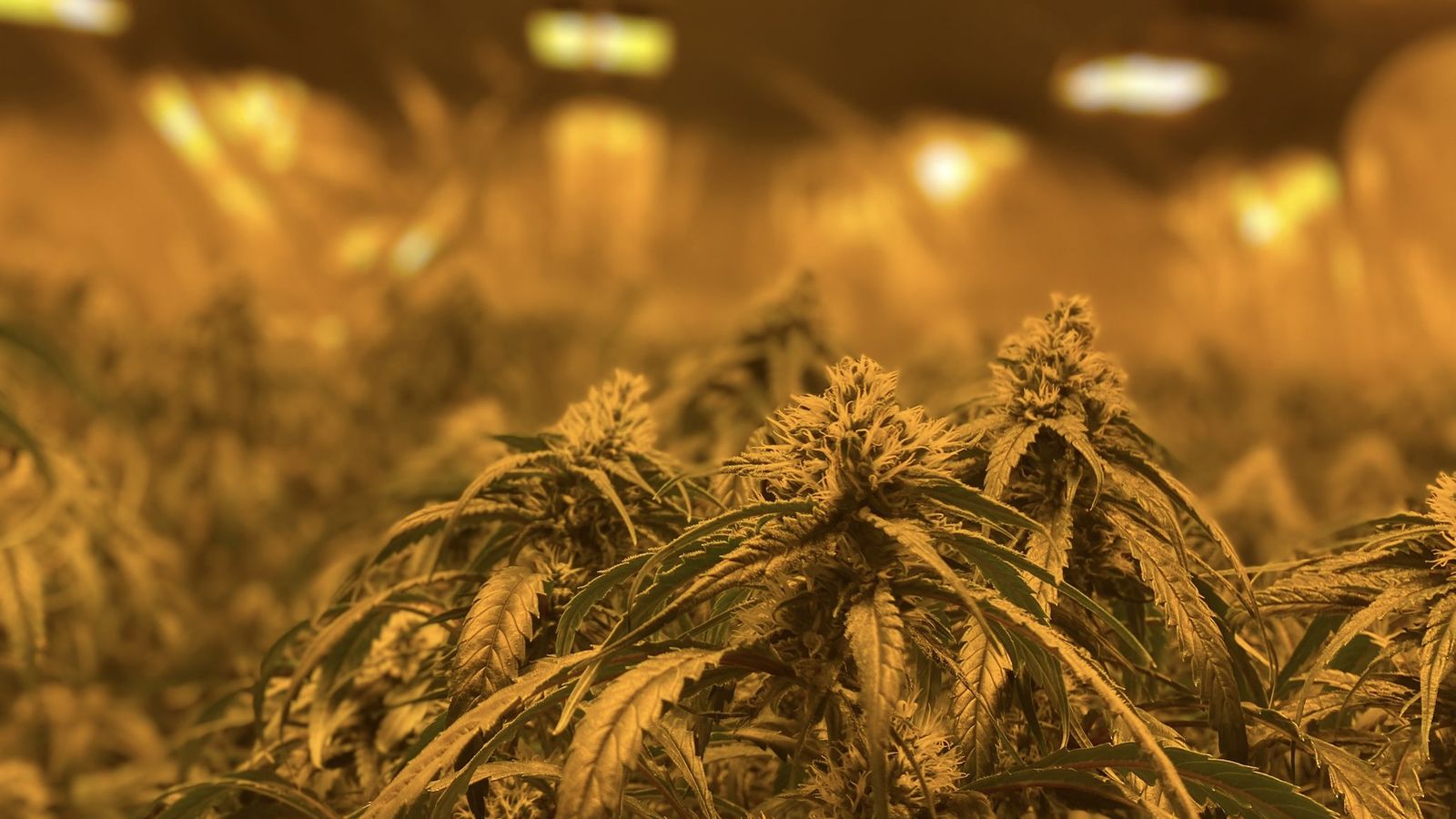 Plantes de marihuana