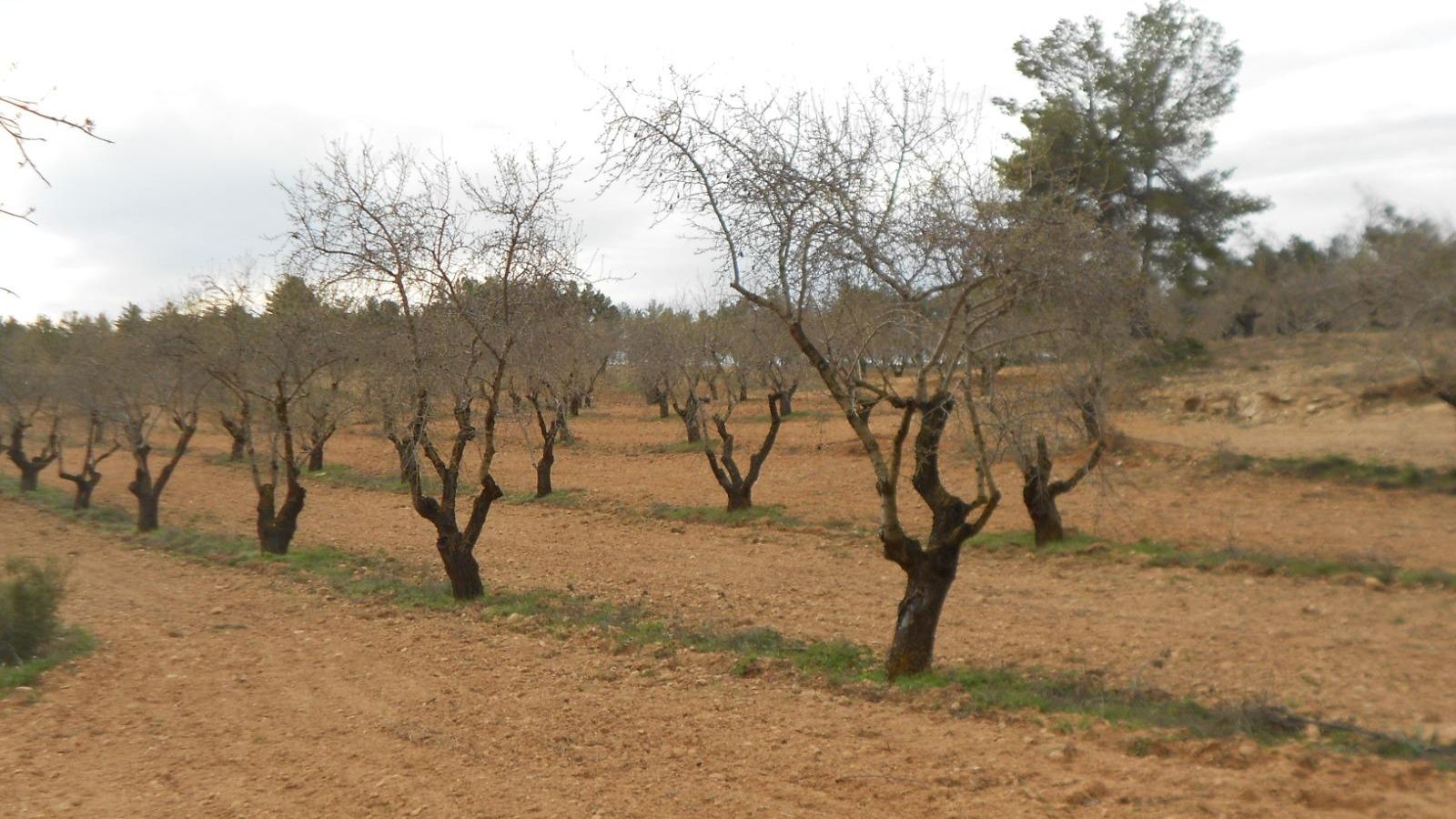 El camp, en peu de guerra contra les mesures del govern per no ser suficients El camp, en peu de guerra contra les mesures del govern per no ser suficients