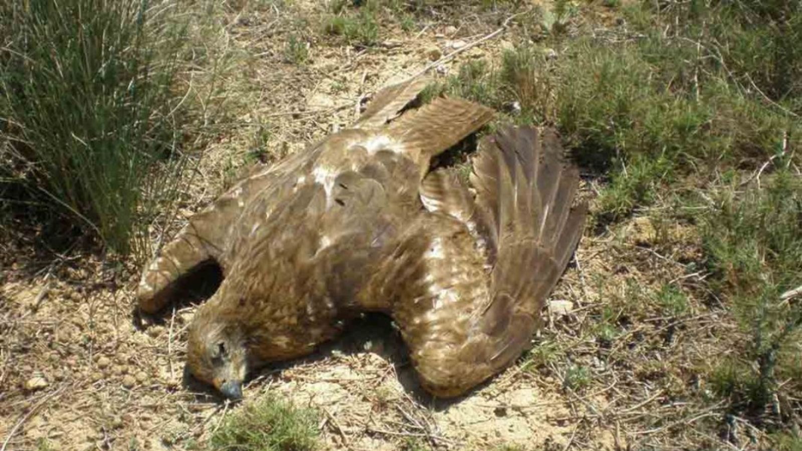 Els fets es van produir en vedats de caça de Tudela i Citrúenigo, on van morir 138 ocells rapaços i 4 corbs