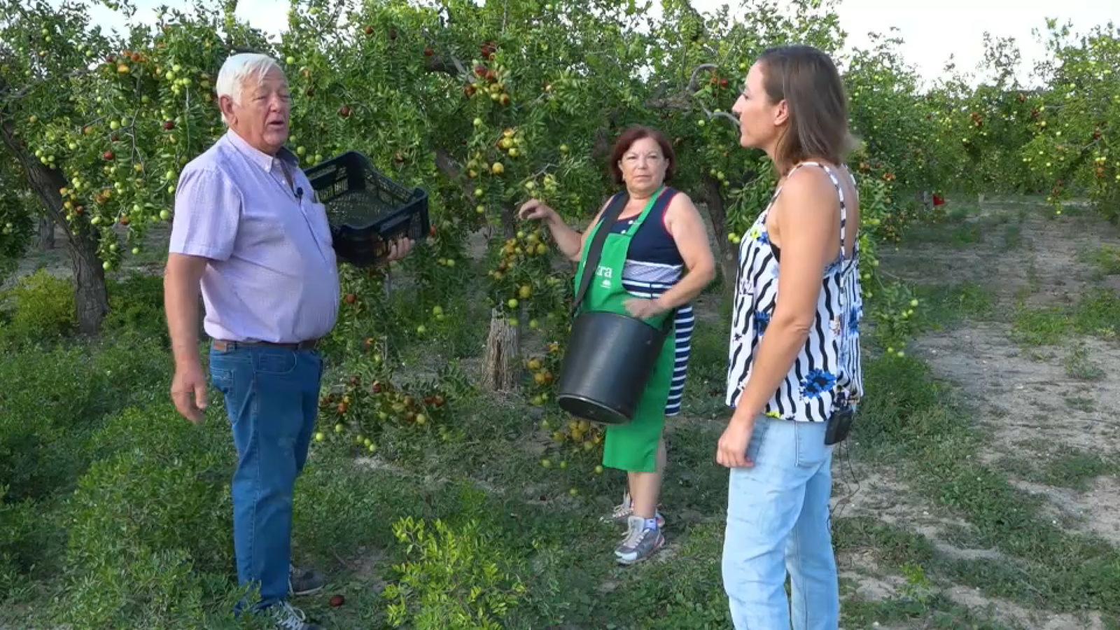 Productors de ginjols