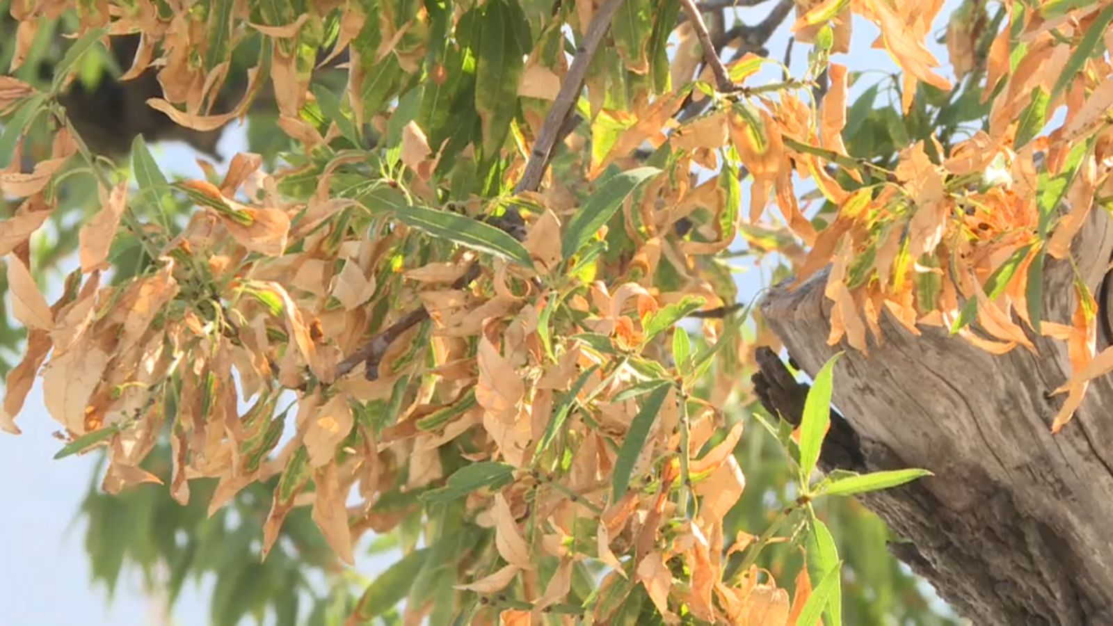 Teulada, Xàbia, Dénia i el Poble Nou de Benitatxell amplien a 60 municipis la llista dels termes afectats pel bacteri