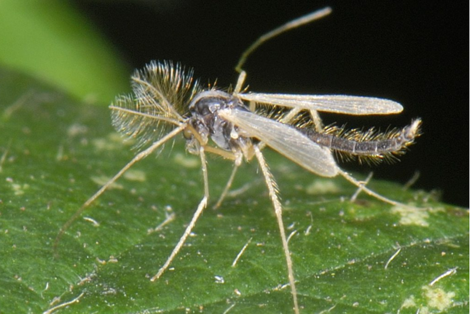 Una rantella en una fulla