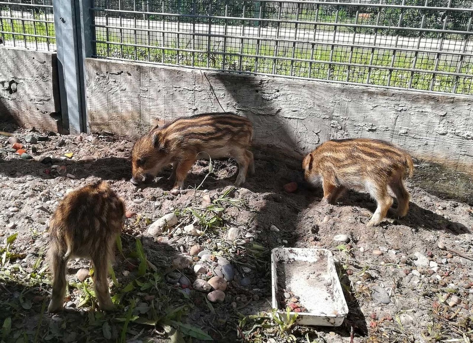 23.04.2018 | El porc senglar a la Comunitat Valenciana