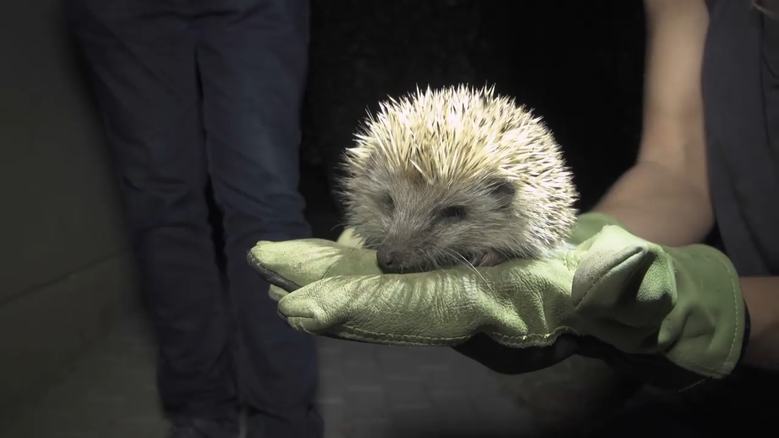 01.05.2022 | Animalades, un Món Bestial