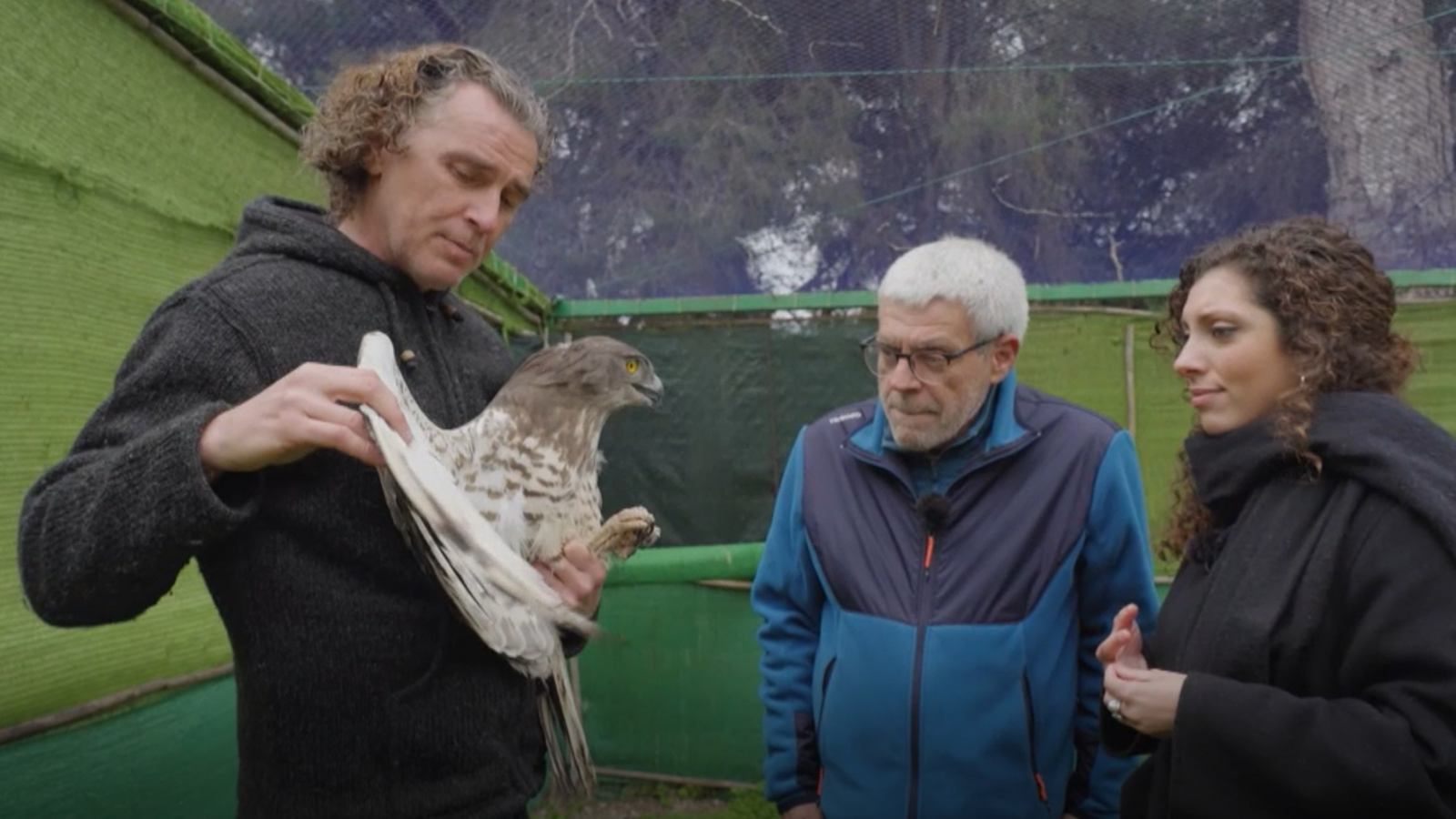 Cuidem un àguila serpera