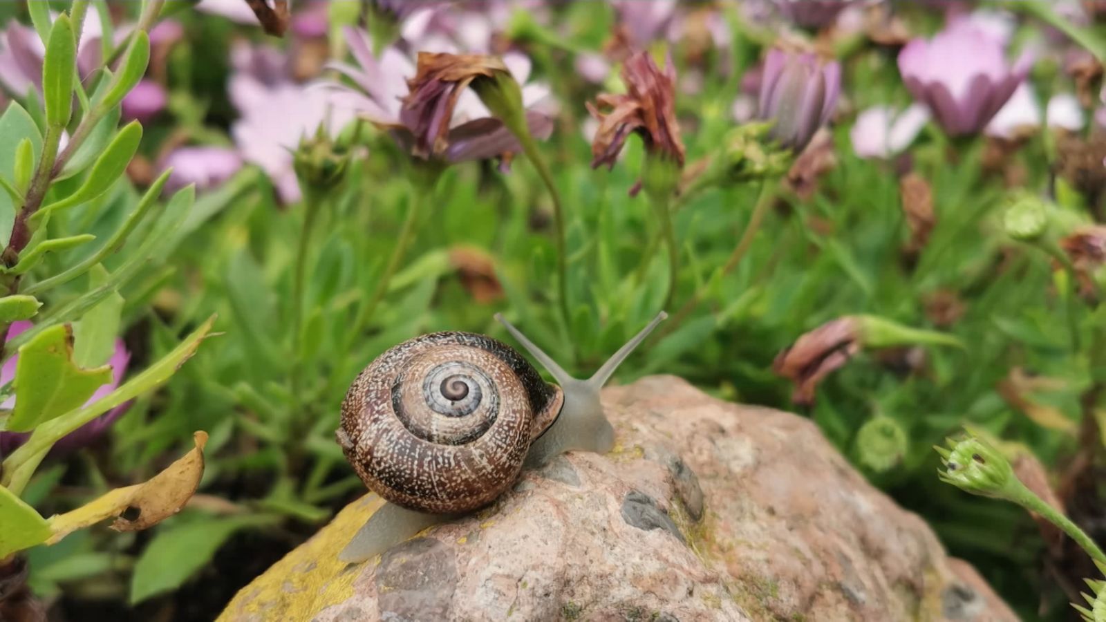Alboraia, l'Horta Nord