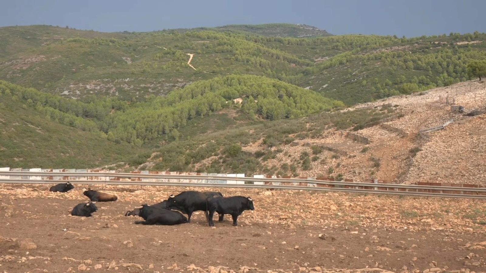 Exemplars de la ramaderia Germán Vidal