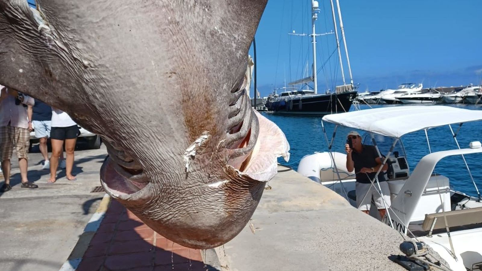 EuropaPress 5998339 tiburon hallado alicante