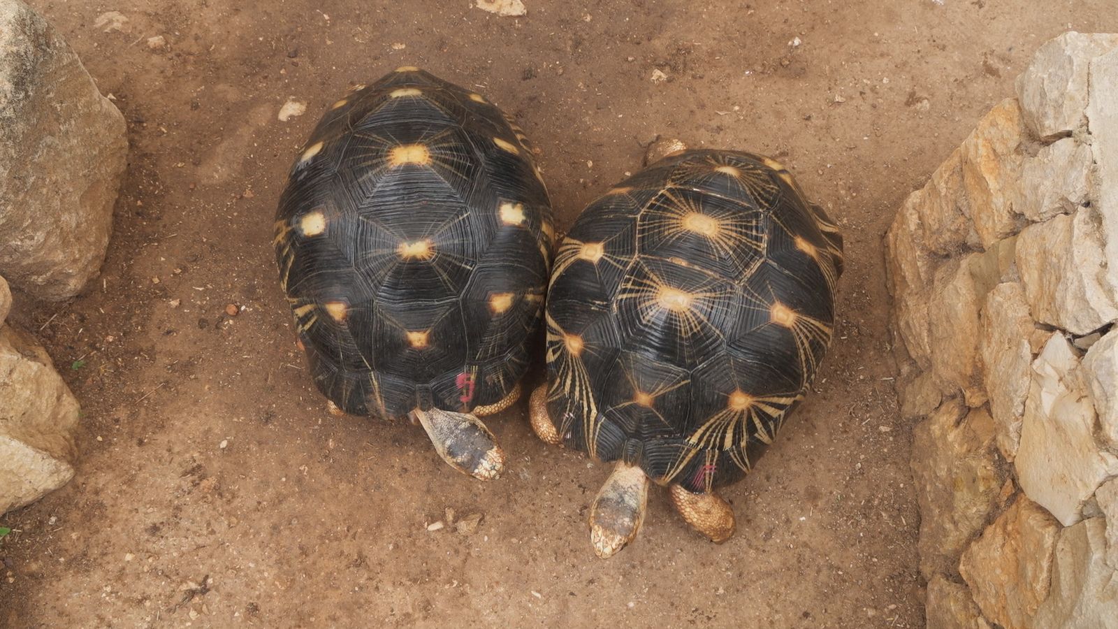 Animalades | Atenció a la carta