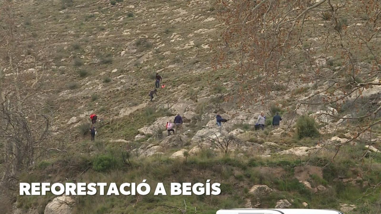 Reforestació a Begís