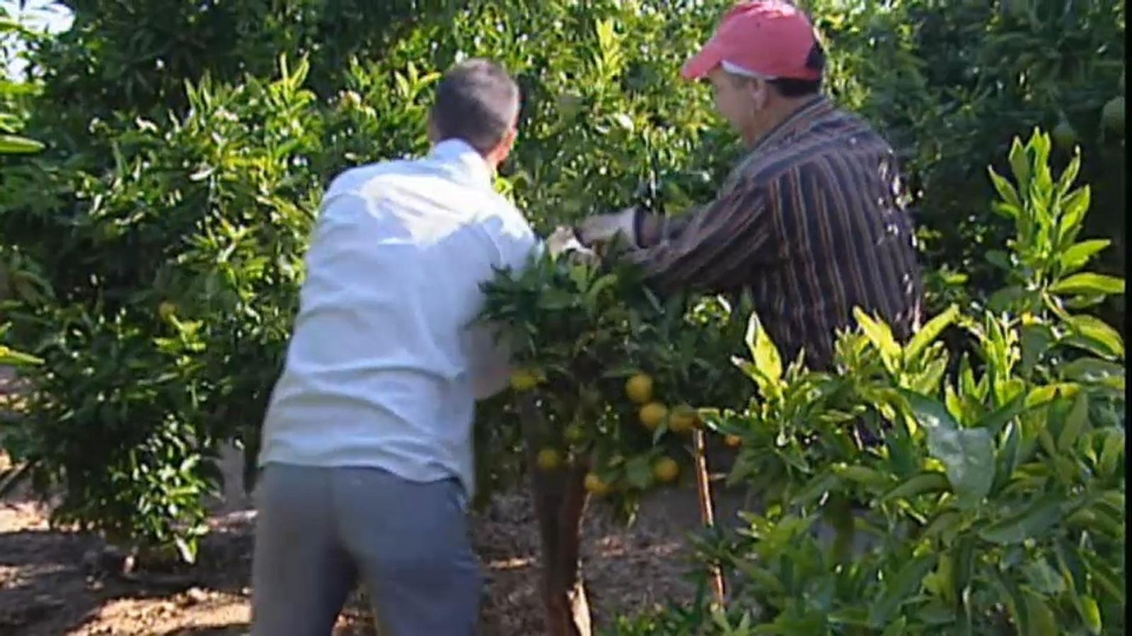 Els llauradors es manifestaran en 25 municipis contra l'entrada de taronja sud-africana | À Punt Mèdia.