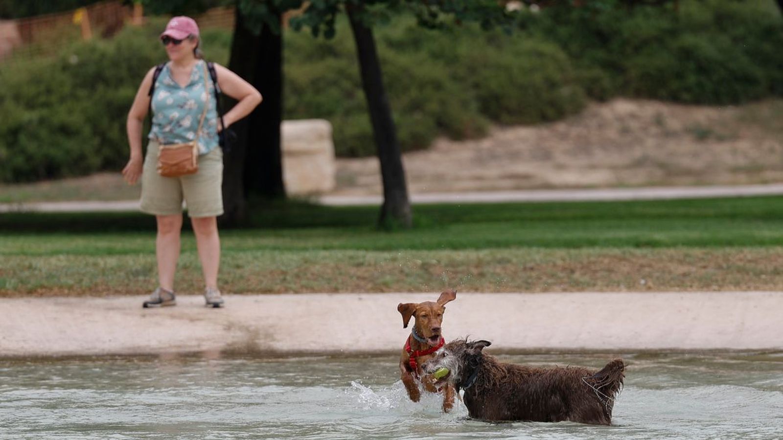 Una dona refresca els gossos a l'antic llit del Túria, en mig de l'episodi d'altes temperatures