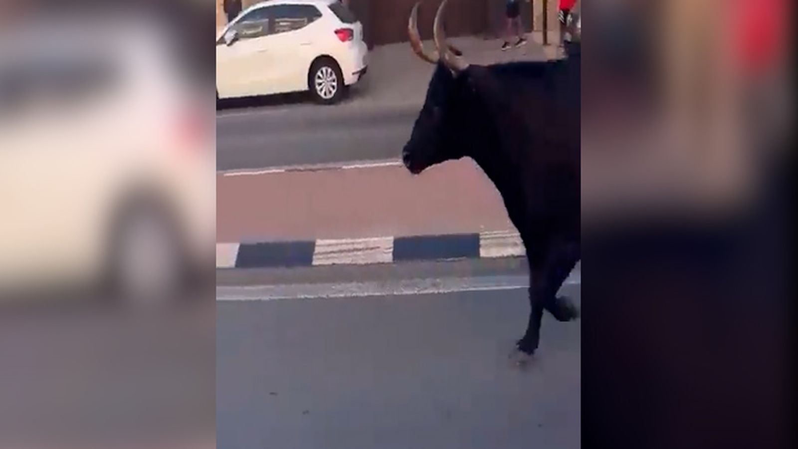 Vaqueta escapada en Almàssera