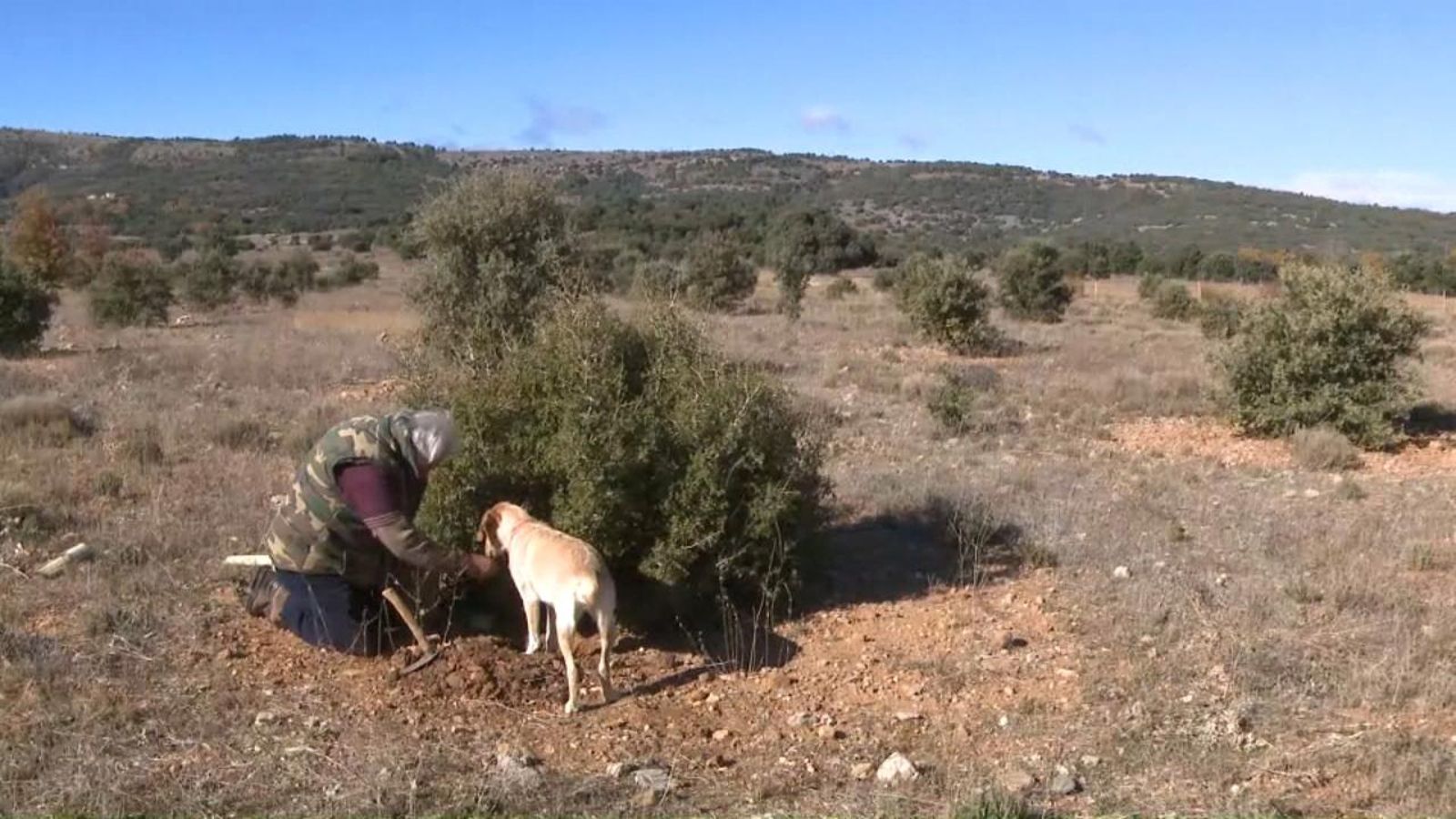 Un productor de tòfona treballant amb el gos