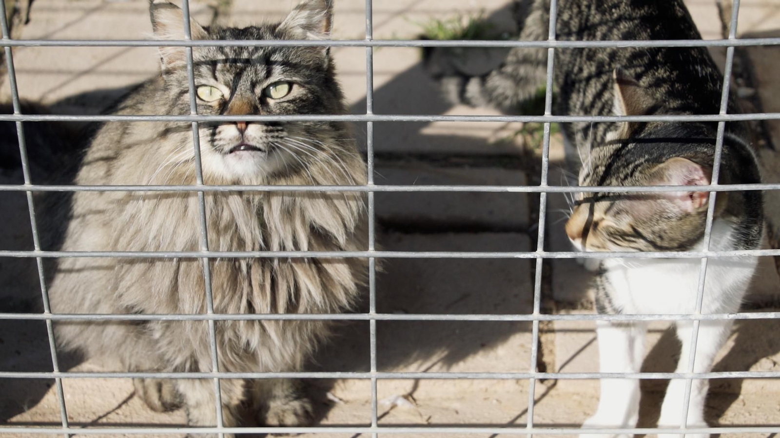 Espanya és un dels països europeus on més mascotes s’abandonen