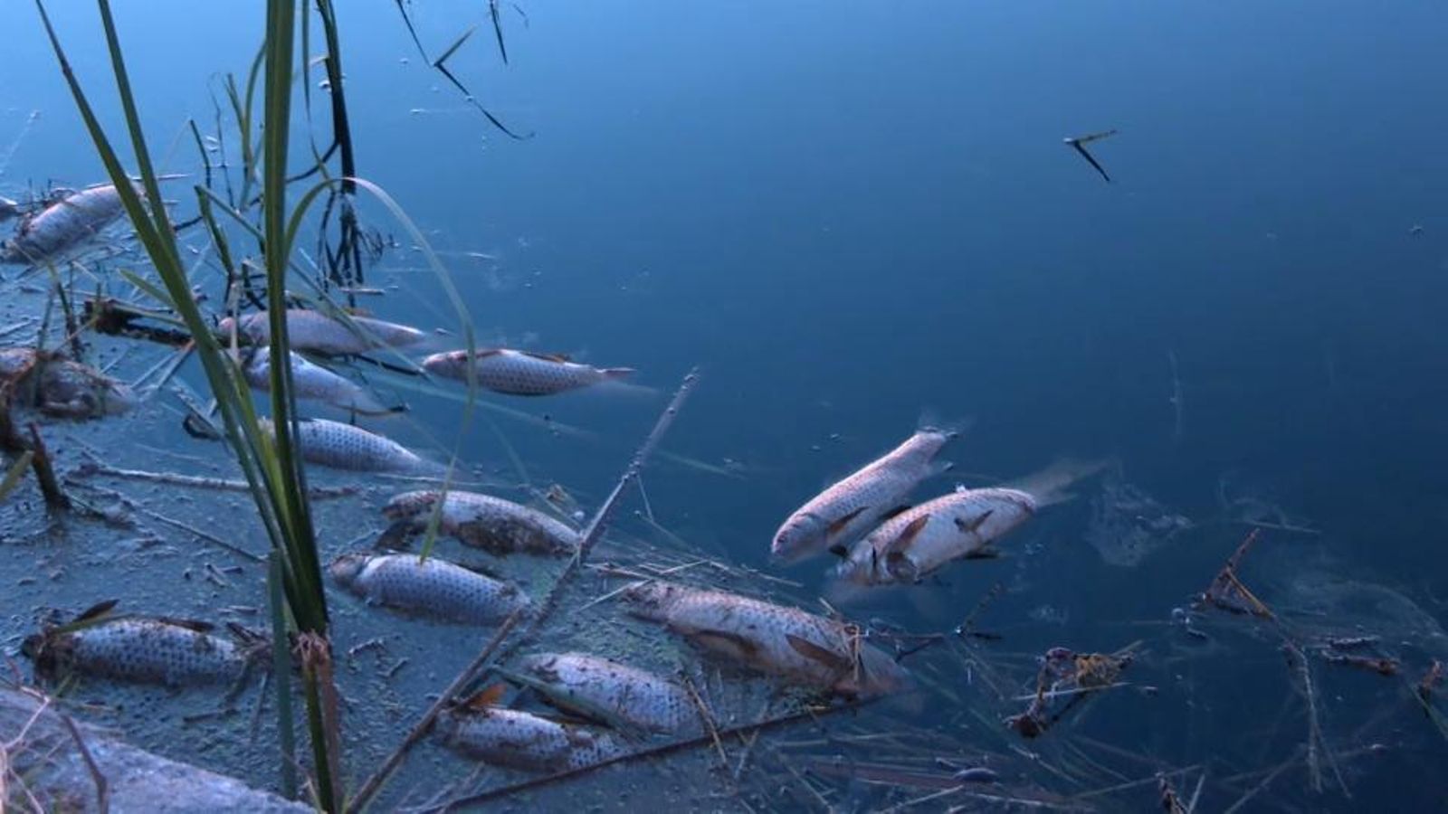 Continua la mortaldat de peixos de l'Albufera