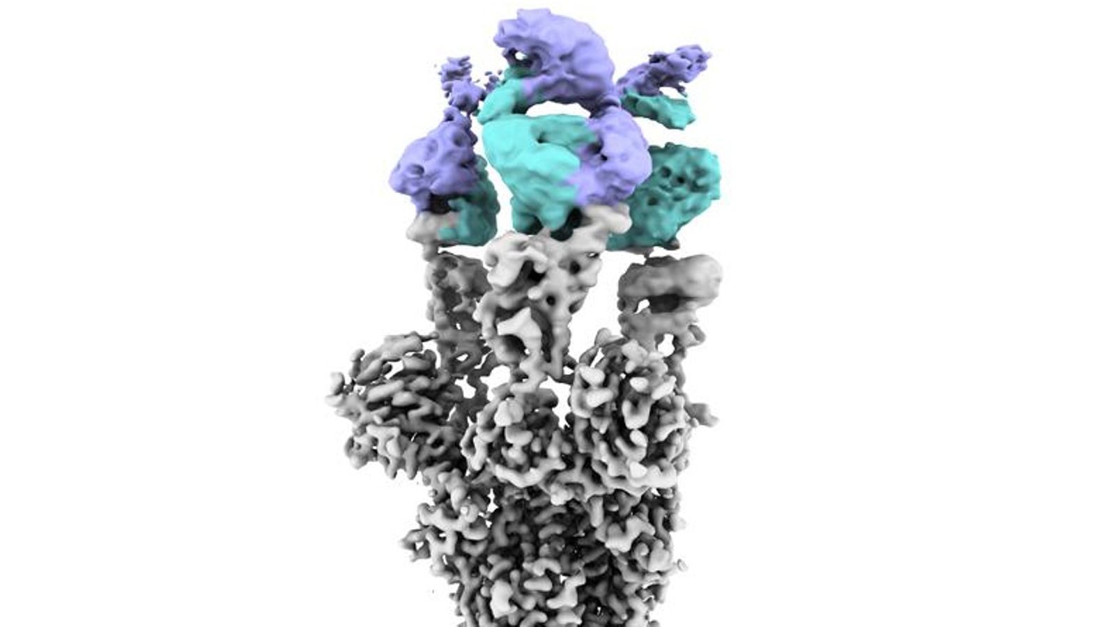 Imatge obtinguda per criomicroscopía electrònica de la proteïna Spike del virus SARS-CoV2 amb el nou anticòs unit