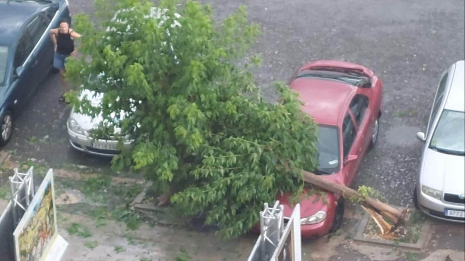 La dana fa caure un arbre al passeig prop del Club Nàutic de Borriana