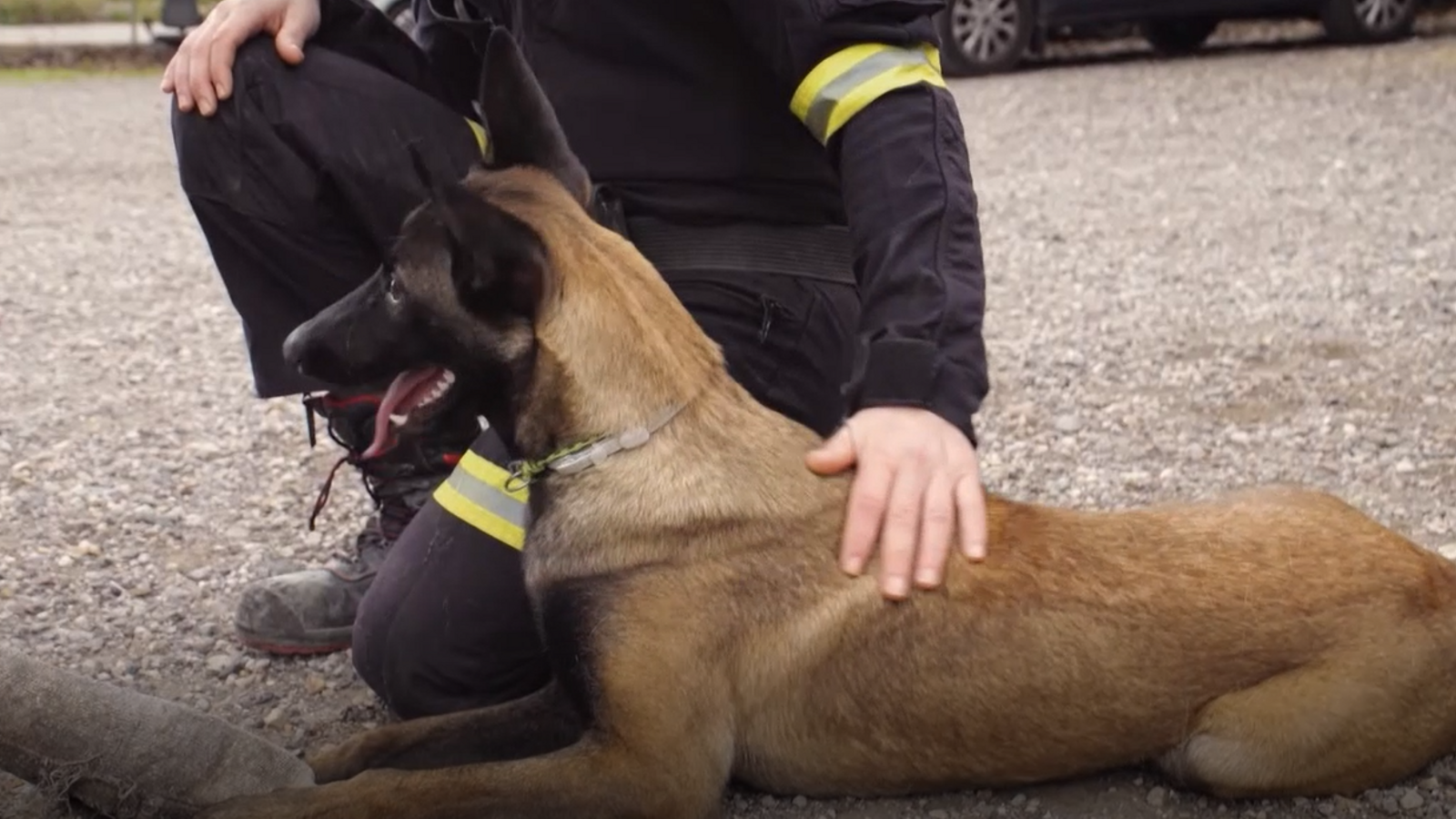 Ensinistrant gossos de rescat