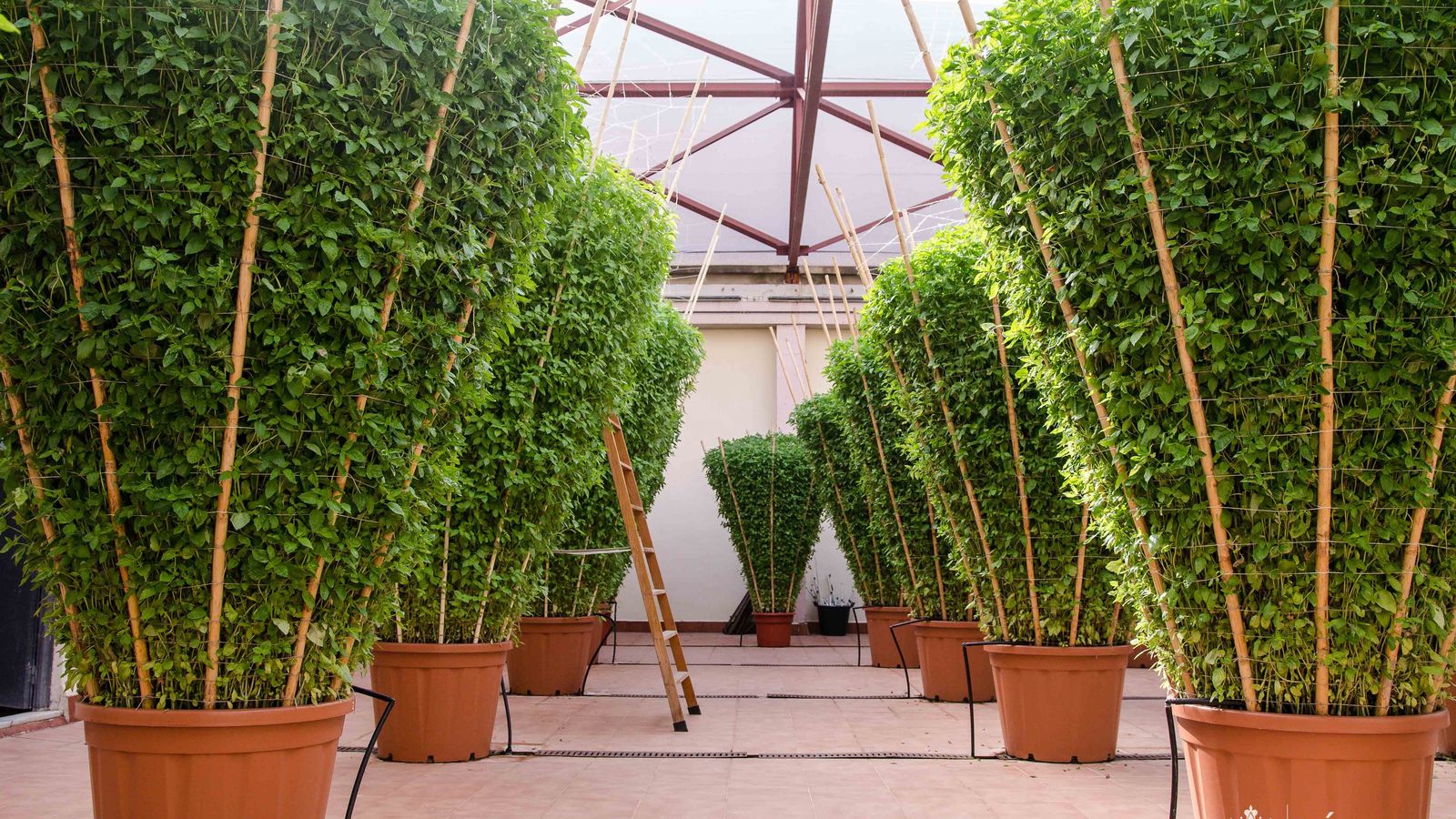 Imatge d’arxiu de les alfàbegues de Bétera -