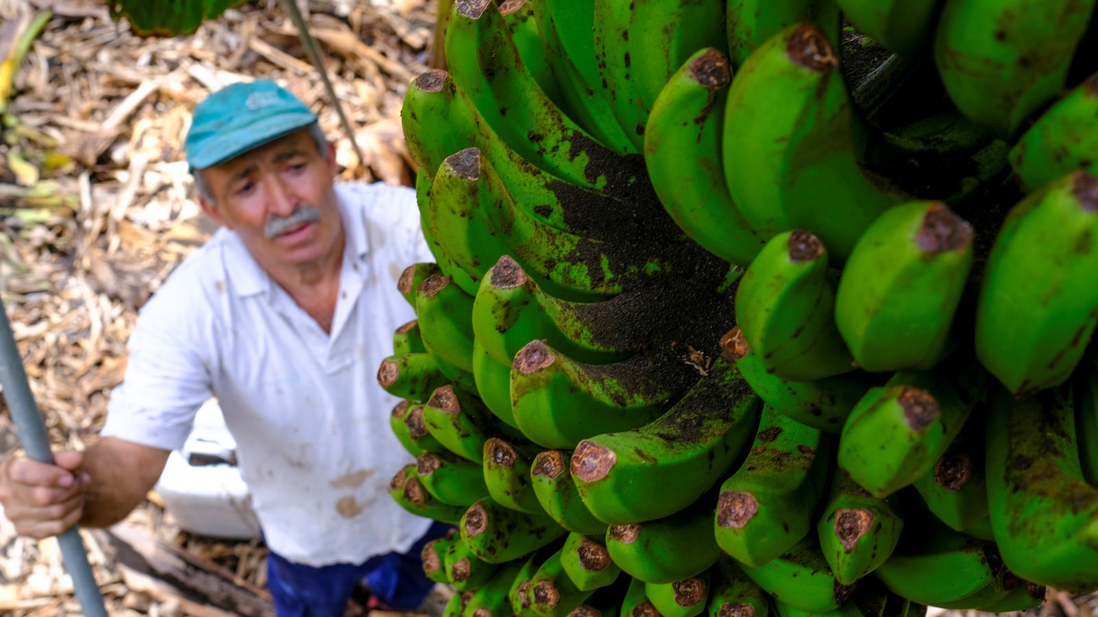 Un agricultor contempla una pinya de plàtans coberta de cendra procedent del volcà