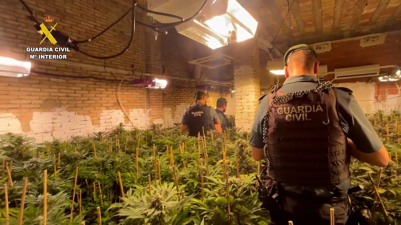 Una de les plantacions de marihuana intervingudes