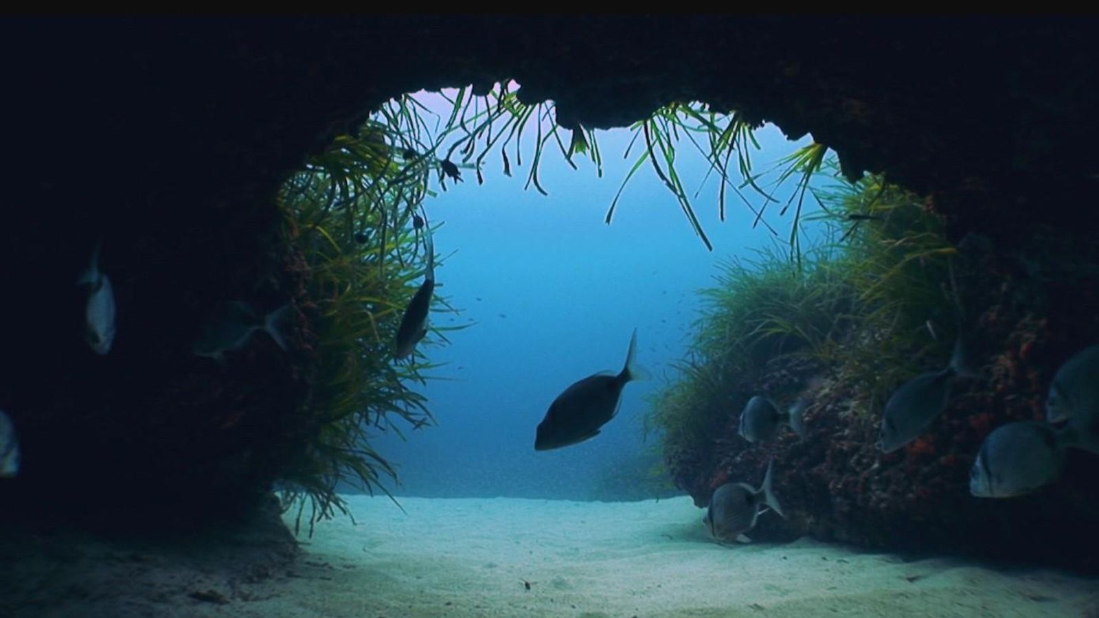 L'app Projecte Posidònia alertarà dels espais protegits a l'hora de fondejar