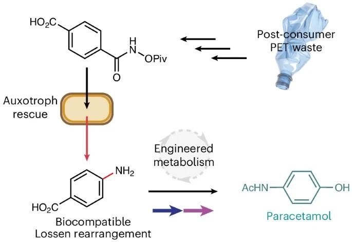 Procés de conversió del plàstic d'una botella en paracetamol Procés de conversió del plàstic d'una botella en paracetamol