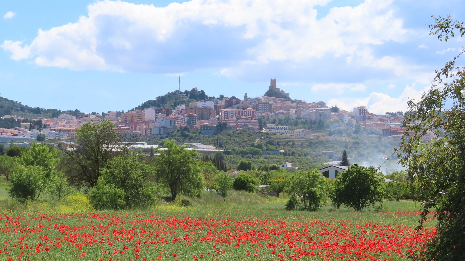 9.MIGUEL BELDA, Banyeres de Mariola, l'Alcoià