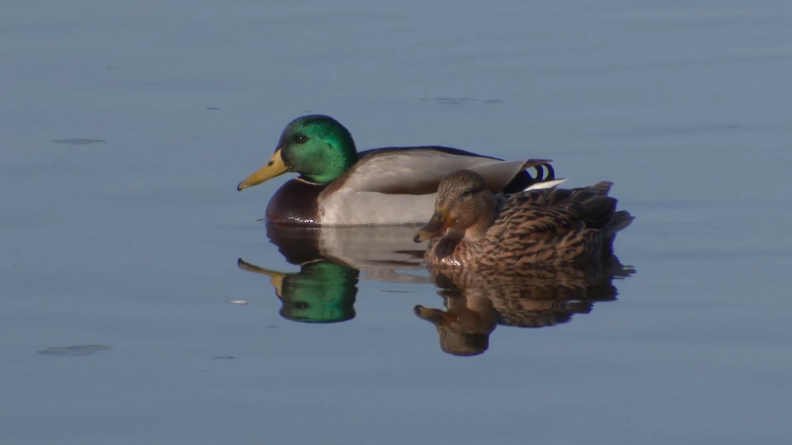 L'Albufera, compàs d'arròs