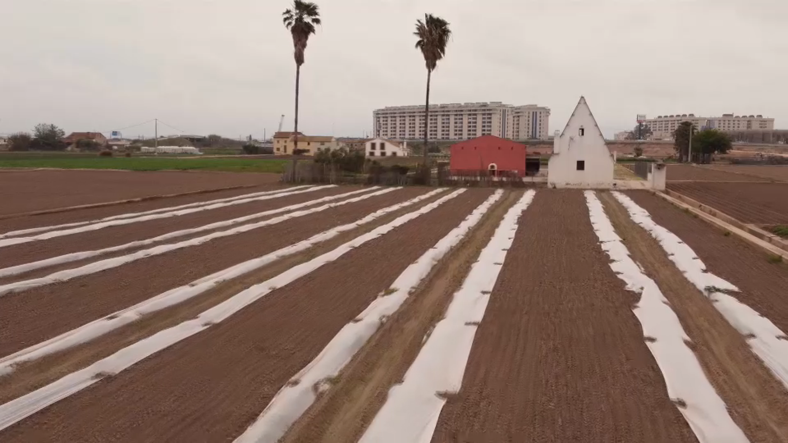 Dènou pobles de l’Horta Nord reuneixen les característiques climàtiques i de la terra òptimes per al cultiu de la xufa