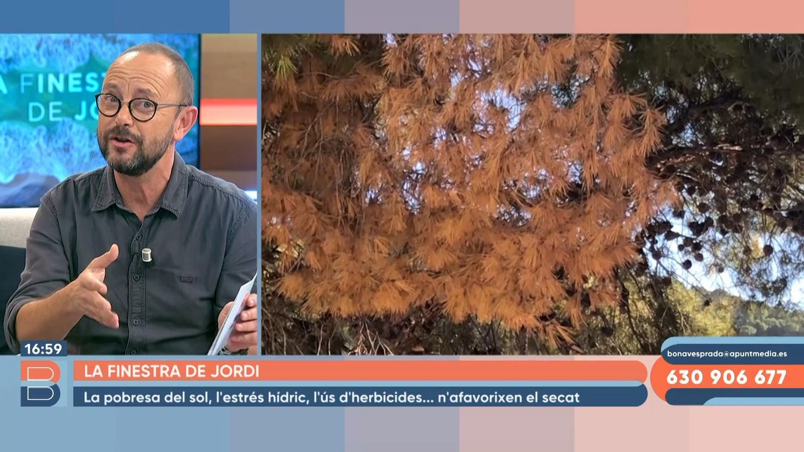 27.12.2022 | Com afecta el canvi climàtic als pins?