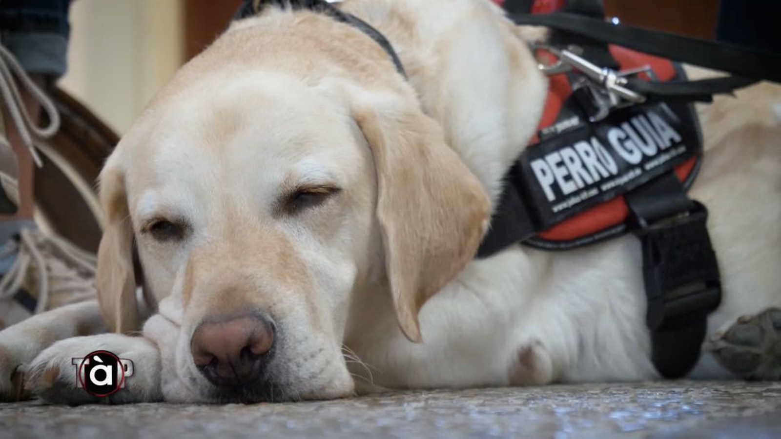 El gos guia de Serafín