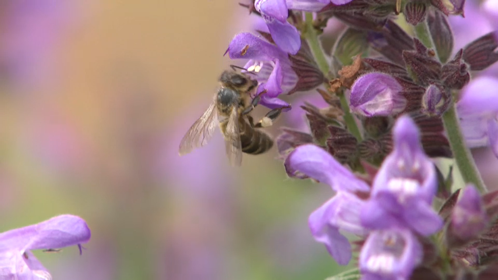 VÍDEO | Les abelles, en perill d\'extinció