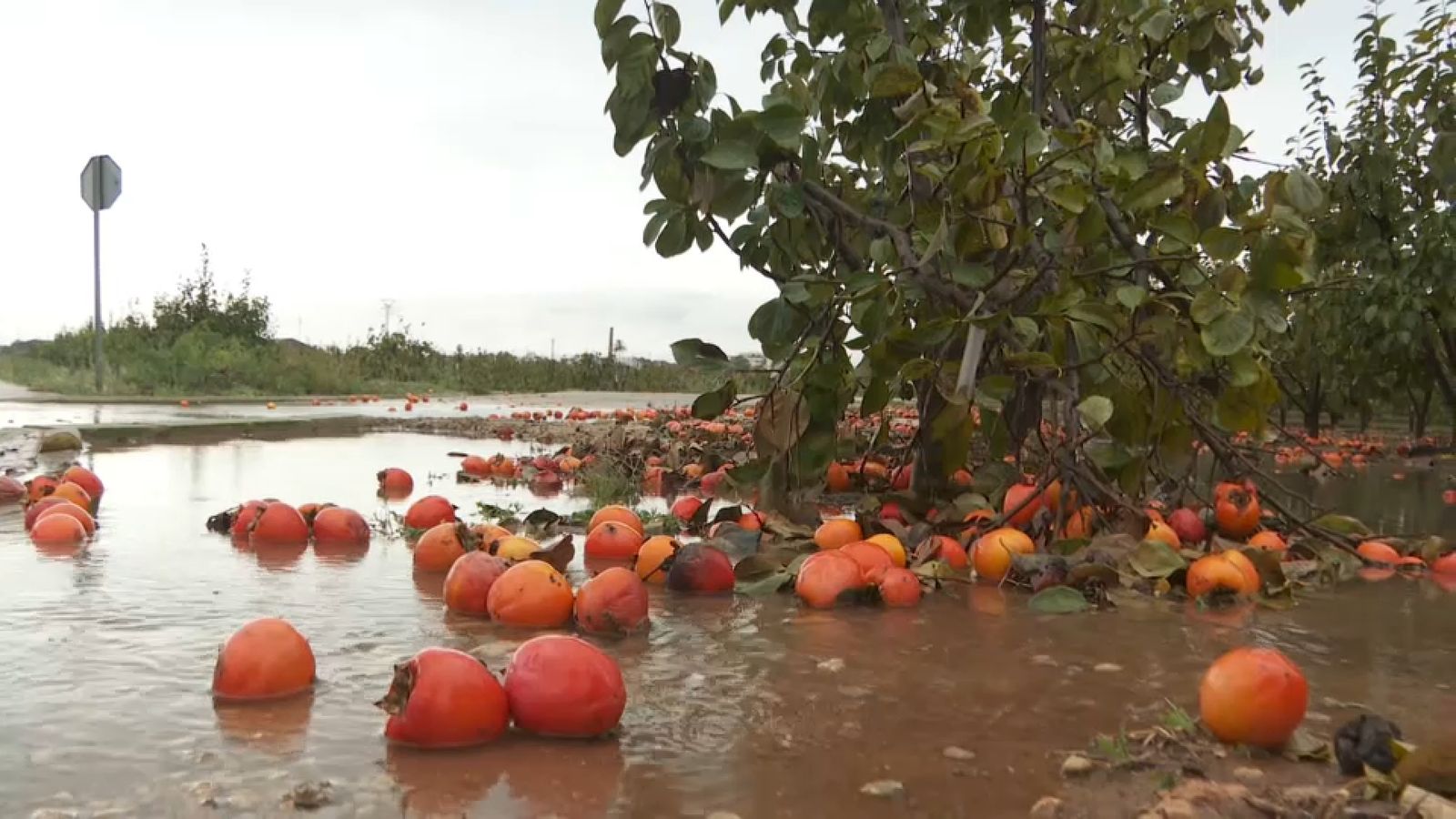Camps de caquis fets malbé per la pluja aquest dissabte a Alginet
