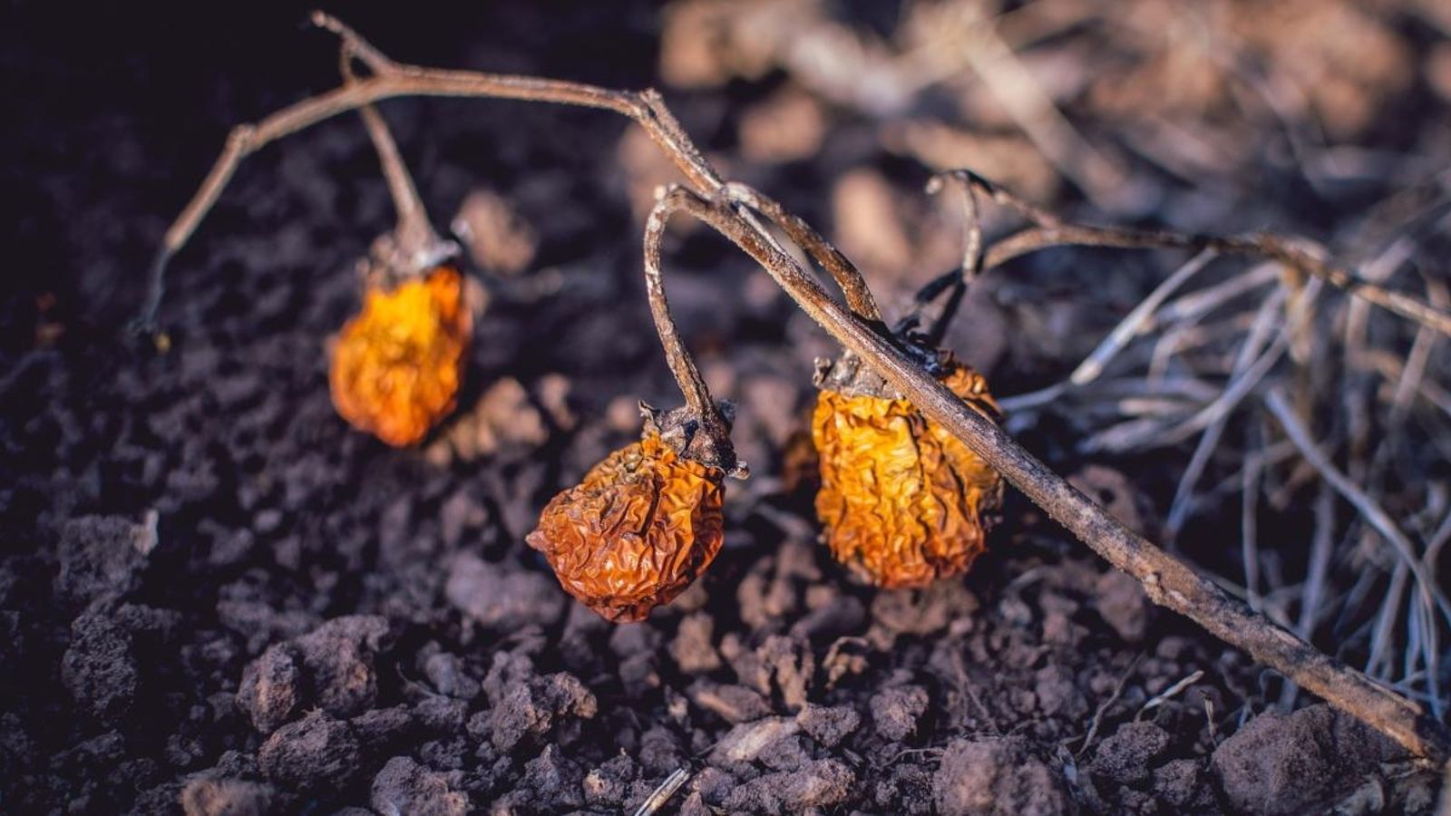 Europa ja ha esgotat tots els recursos naturals que és capaç de generar per al 2019