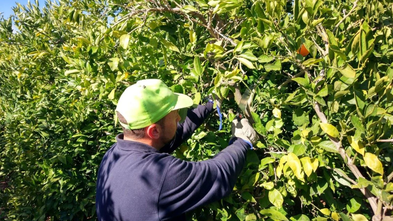 Un llaurador treballa al seu camp de cítrics