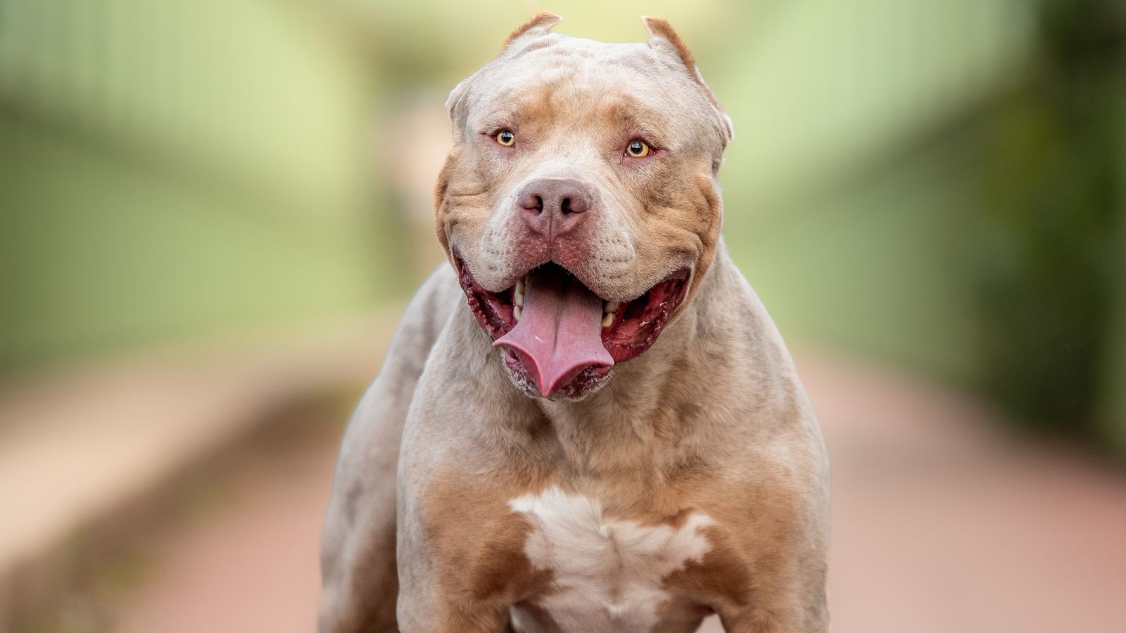 Gos American Bully XL