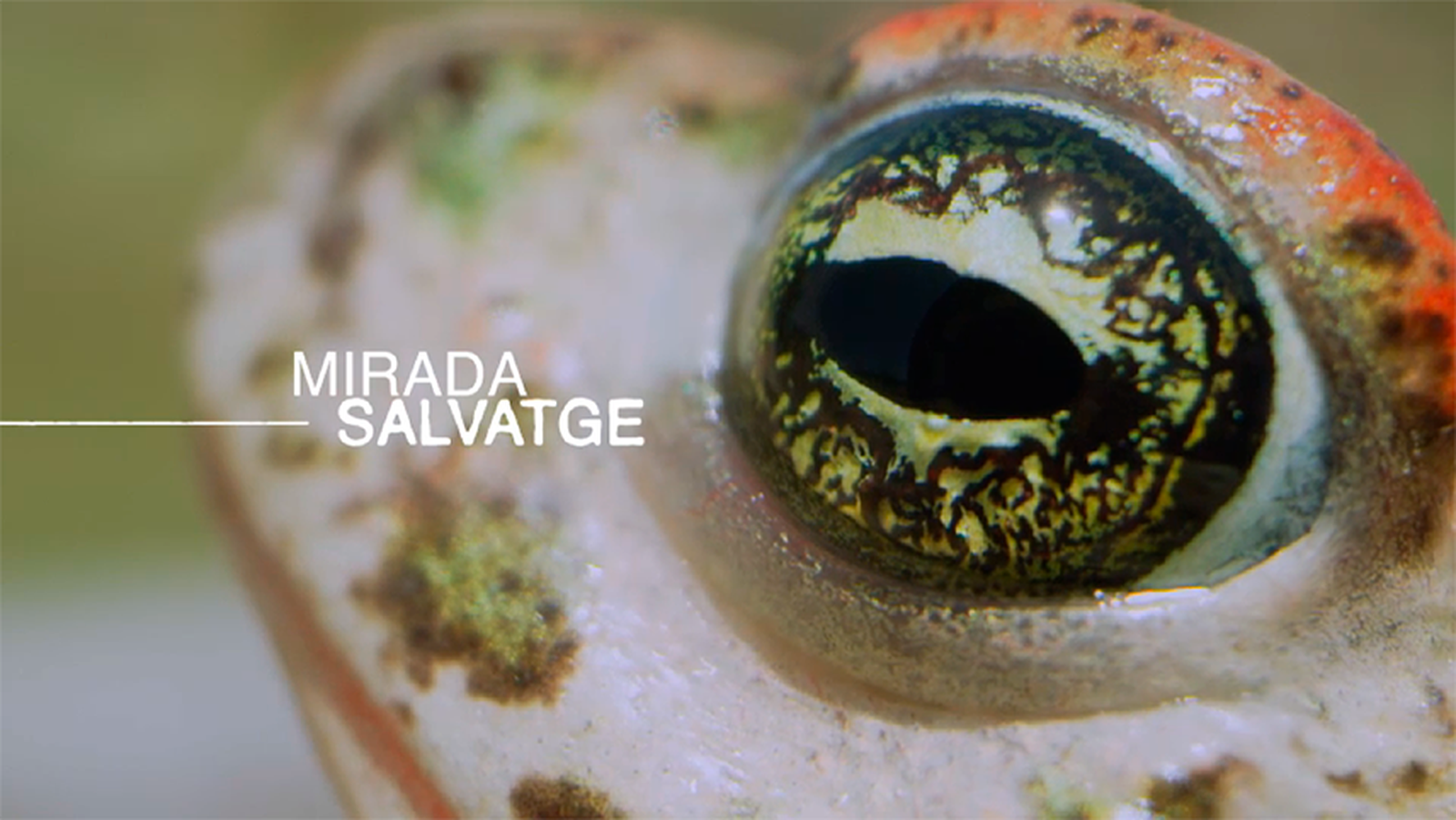 Thumbnail - Mirada Salvatge