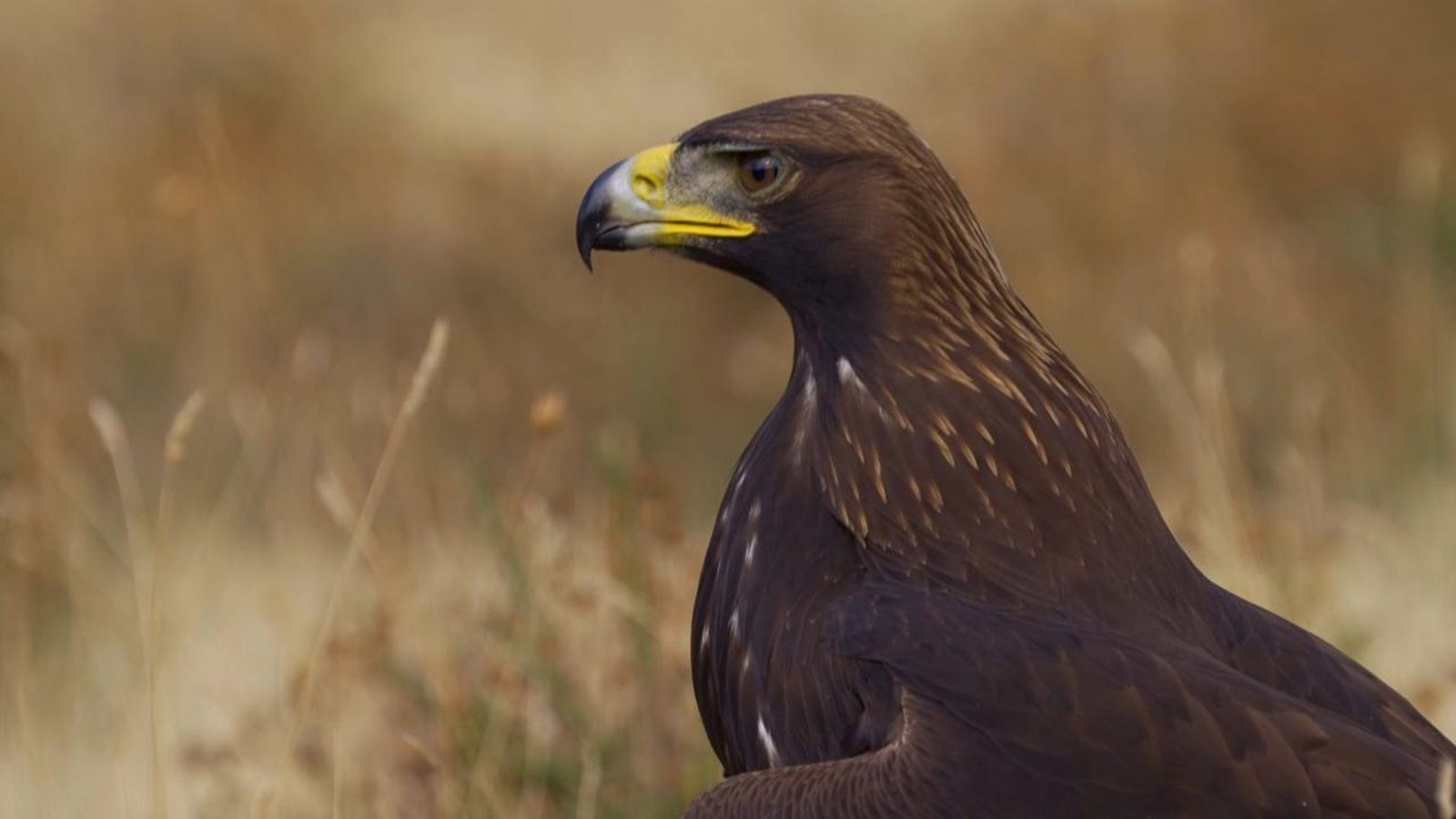 Resolem dubtes: sentir, escoltar i oir