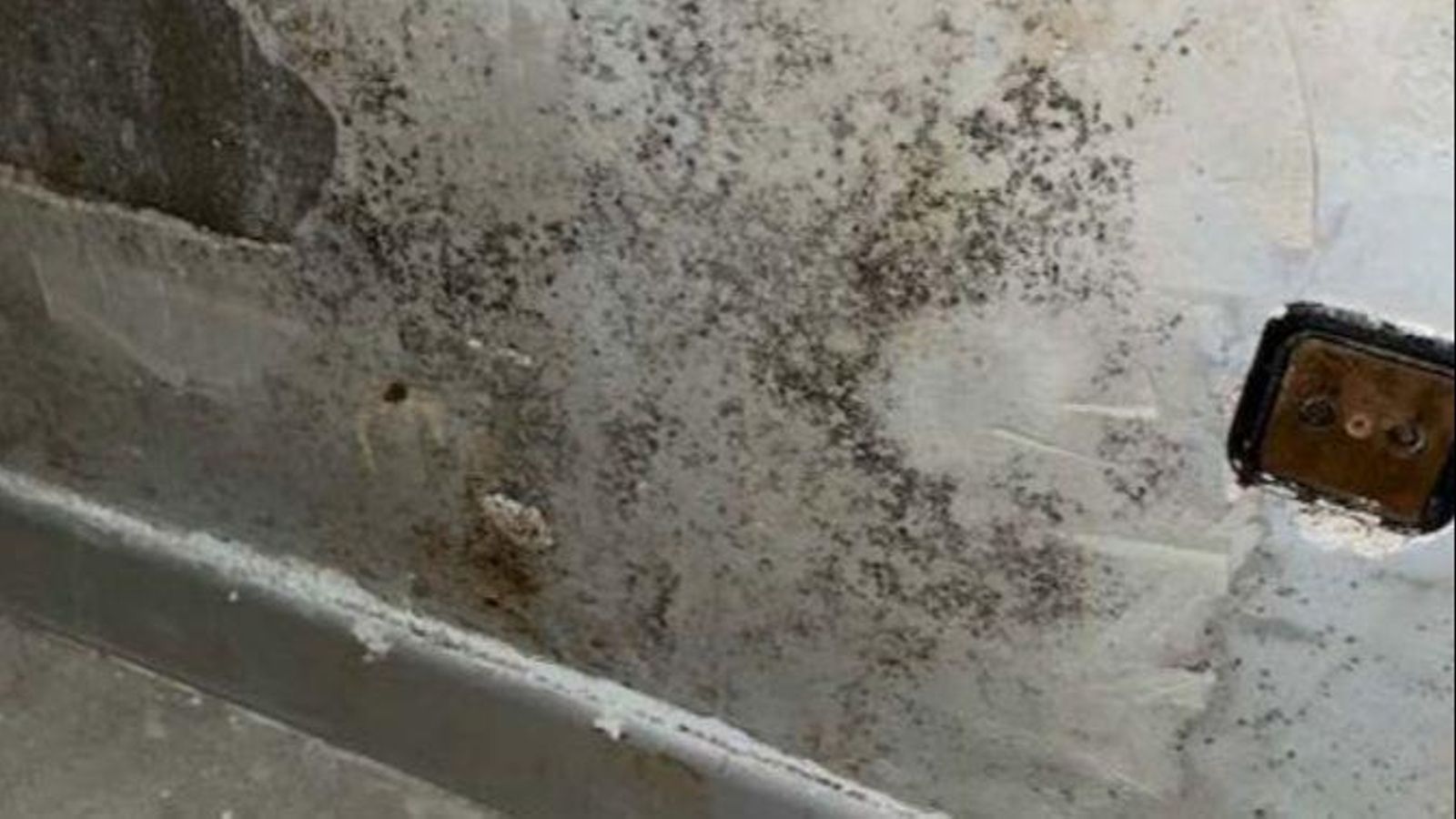 Proliferació de fongs en les parets